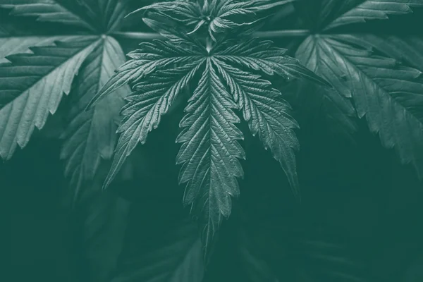 Vegetation marijuana växter, CBD i hampa, cannabisodling, grön bakgrund, växande Indica cannabis, marijuana blad grön tonas — Stockfoto