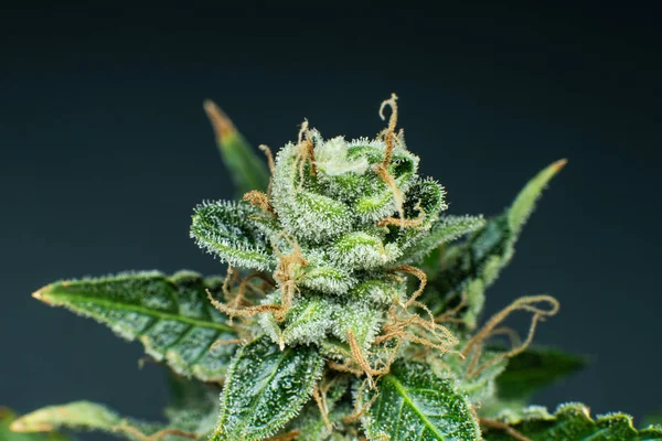 Färsk grön ogräs i detaljer. Marijuana bud närbild. Makro trichomes cannabis. Indica blomma. CBD THC i potten. — Stockfoto