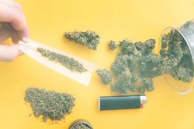 Üst Manzara. Kopyalama alanı için sarı arka planda esrar tomurcukları el ele tutuşur. Kenevirin yasallaştırılması. Blunt ve Lighters. Bitki öğütücü Taze marihuana. Kenevir tomurcukları için CBD ve THC. ışık sızıntısı