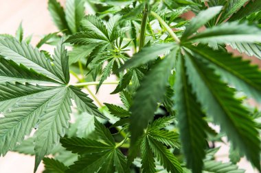 kenevir marihuana CBD, beyaz arka plan tarım keneviri, ışıkta marihuana yaprakları, marihuana yasallaştırma, kapalı alanda esrar yetiştirme indikası, kenevir bitkileri,