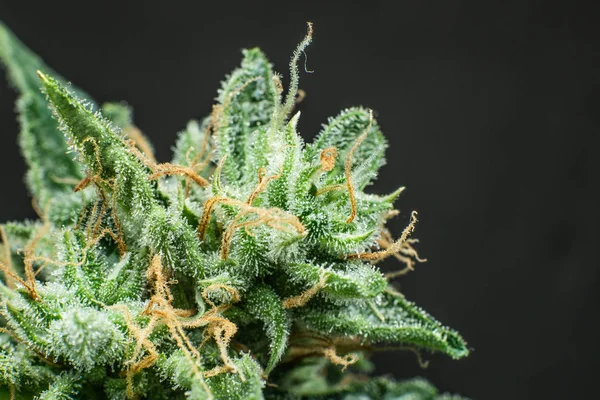 Φρέσκο πράσινο χόρτο με λεπτομέρειες. CBD THC σε pot. CBD THC σε pot. Η μαριχουάνα είναι κοντά. Η μακροεντολή τρίκει την κάνναβη. Λουλούδι από την ινδική. — Φωτογραφία Αρχείου