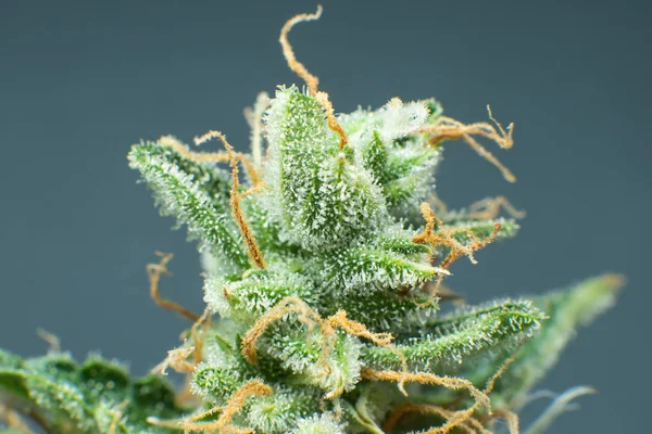 Makro trichomes cannabis. Zblízka marihuanový pupen. Indická květina. Čerstvě zelená tráva v detailech. CBD THC v hrnci. — Stock fotografie