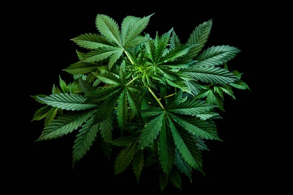 Bakgrund grön på svart bakgrund, Odla cannabis indica, odling cannabis, marijuana blad, marijuana vegetation växter, hampa CBD, ovanifrån — Stockfoto