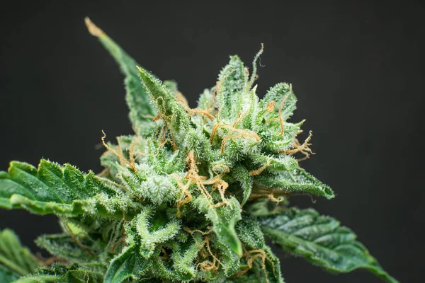 Tráva se zavře. Makro trichomes Cannabis. Květinový květ. Čerstvý zelený hulení v detailech. CBD THC v hrnci. — Stock fotografie