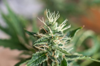 Hasattan önce bud keneviri. Otlar ot yasallaştırma kavramları. Makro şeker trichomes ile vurdu. tıbbi marihuana cbd thc. tomurcukları evde esrar yetiştirilen