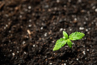 Bir kenevir tohumu, küçük bir bitki. Macro Seedling güneşin altında, kapalı bir marihuanada tarım, bitkisel kenevirin sahnesi.
