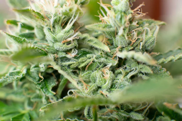 Indica and Sativa medical universities Cannabis bud. Macro shot with sugar trichomes.