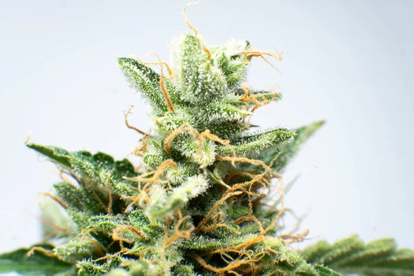 Květinový květ. CBD THC v hrnci. Makro trichomes Cannabis. Tráva se zavře. Čerstvý zelený plevel podrobnosti. — Stock fotografie