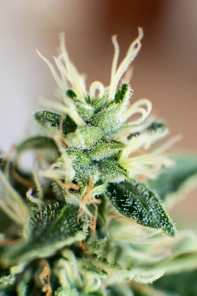 Marihuana medicinal cbd thc. Conceptos de legalización de hierba hierba hierba. Macro inyectado con tricomas de azúcar. brotes cultivados de cannabis en la casa . — Foto de Stock