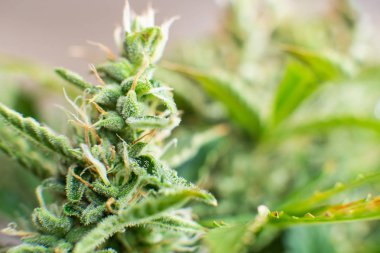 tomurcukları evde esrar yetiştirilen. Hasattan önce bud keneviri. Otlar ot yasallaştırma Kavramları.