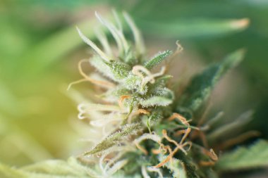 Hasattan önce bud keneviri. Makro şeker trichomes ile vurdu. Otlar ot yasallaştırma kavramları. tıbbi marihuana cbd thc.