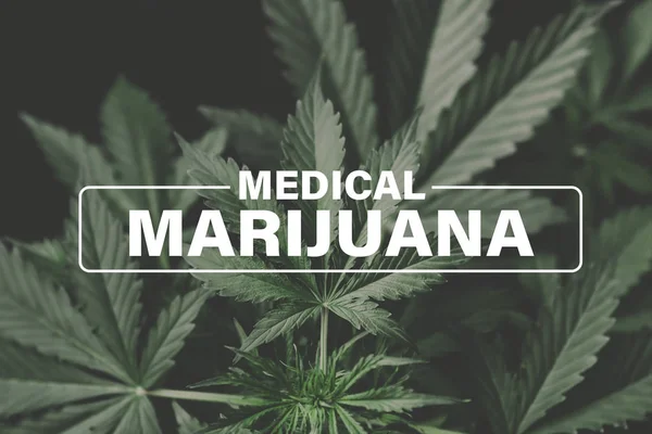 Medicinsk marijuana, odling cannabis, Odling cannabis indica, bakgrund grön, marijuana blad, marijuana vegetation växter hampa, — Stockfoto