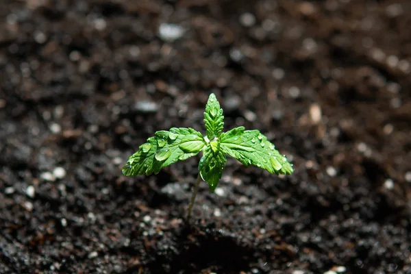 Небольшое растение конопли. Саженцы в земле на солнце, выращивание в помещении марихуаны Макро. Этап растительной конопли . — стоковое фото
