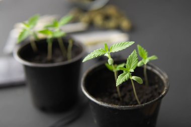 Marihuana yetiştirme konsepti. İçerde ot yetişiyor. Siyah arka planda esrar filizleniyor. Kapat..