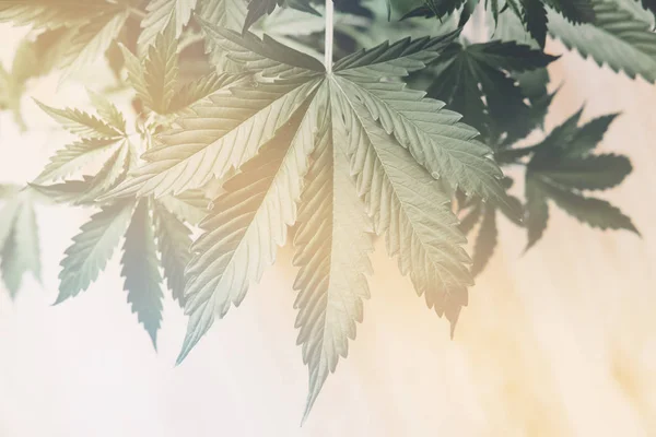 Cânhamo CBD, Cultivo casa cannabis indica, fundo verde cultivo cannabis, folhas de maconha, plantas de vegetação de maconha, vazamentos de luz — Fotografia de Stock