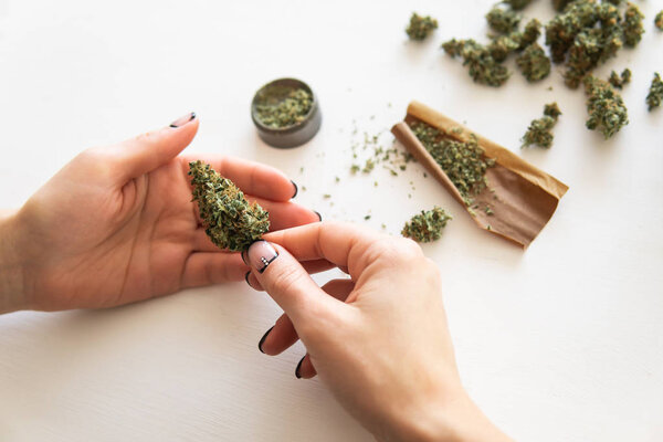 Woman preparing and rolling marijuana cannabis joint. Close up of marijuana blunt with grinder. marijuana use concept. Woman rolling a cannabis blunt on white background.