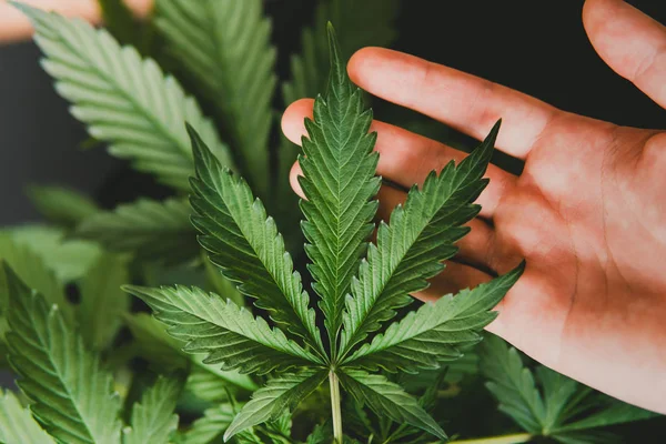 arkaplan yeşili, marihuana bitkileri, tarım esrarı, marihuana yaprakları, büyüyen kenevir çivisi, kenevir CBD,