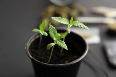 Marihuana yetiştirme konsepti. Siyah arka planda esrar filizleniyor. Kapat. İçerde ot yetişiyor..