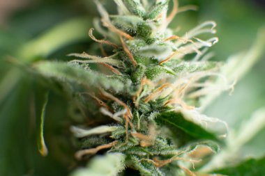 Üç şekerli Macro shot. Hasattan önce Bud kenevir. Tomurcuklar evde esrar yetiştiriyor. Indica ve Sativa Tıp Fakülteleri Kenevir tomurcuğu. Otları yasallaştırma kavramları.