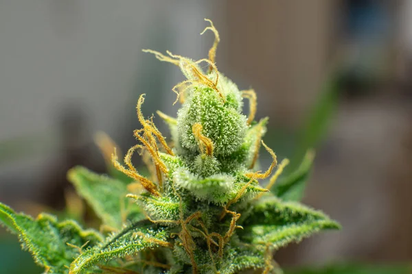 Flor indica. CBD THC en Pot. Hierba verde fresca En detalles. Macro tricomas de cannabis. Brote de marihuana de cerca . —  Fotos de Stock