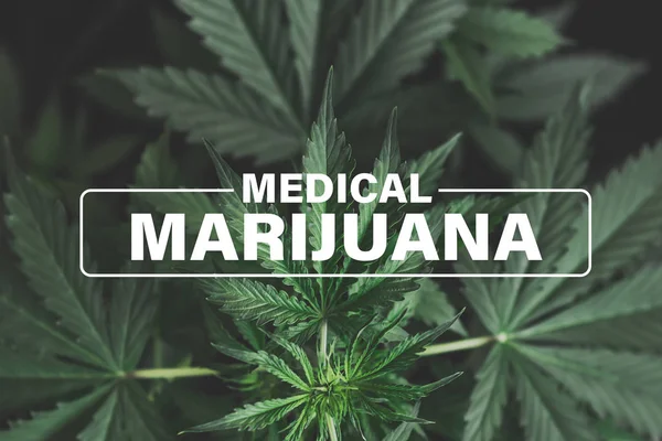 Lékařská marihuana, Pěstování konopí indica, pozadí zelená, marihuana listy, marihuana vegetace rostliny konopí, pěstování konopí, — Stock fotografie