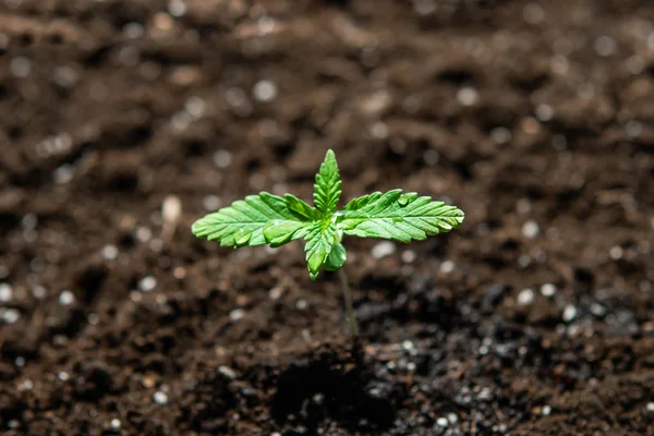 Odling i en inomhus marijuana Macro. En liten planta med cannabisplantor. Vegetationshampa. Plantor i marken i solen, — Stockfoto