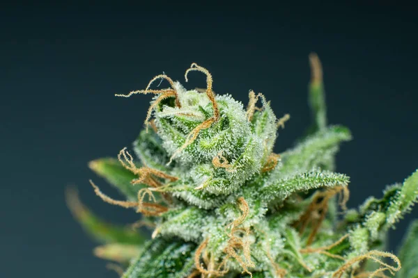 Macro trichomes cannabis. Flora Indica. CBD THC en Pot. Ropa verde fresca en detalles. Cierre de la marihuana. —  Fotos de Stock