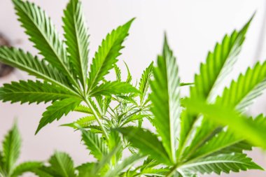Işıkta marihuana yaprakları, kenevir bitkileri, kenevir marihuana CBD, marihuana yasallaştırma, kapalı alanda yetişen kenevir indika, beyaz arka plan esrar yetiştirme,