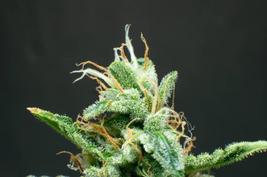 Ot 'ta CBD THC var. Marihuana tomurcuğu yakın. Makro trikos kenevir. İndika çiçeği. Detaylı olarak taze yeşil ot. Tencerede CBD THC.