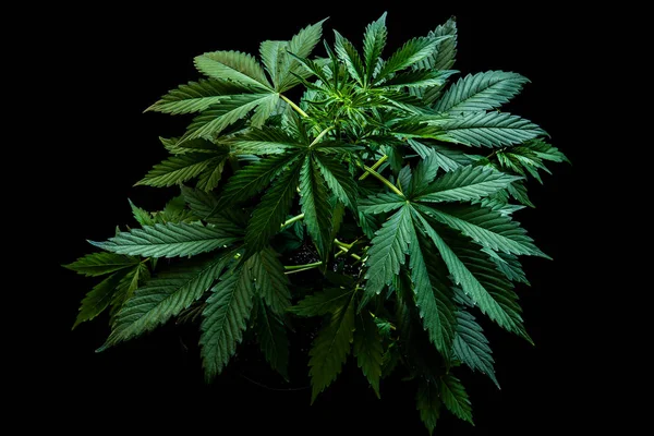 Πράσινο φόντο, φύλλα μαριχουάνας, καλλιέργεια κάνναβης, κάνναβης CBD, μαριχουάνα φυτά βλάστησης, καλλιέργεια indica κάνναβης, top view — Φωτογραφία Αρχείου