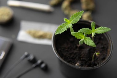 İçerde ot yetişiyor. Siyah arka planda esrar filizleniyor. Marihuana yetiştirme konsepti. makro.