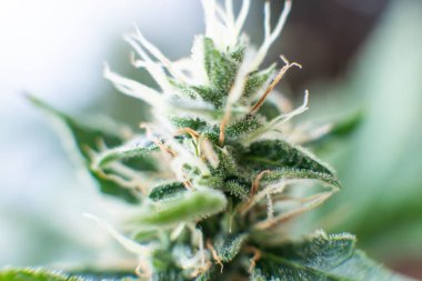 Indica ve Sativa Tıp Fakülteleri Kenevir tomurcuğu. Tıbbi marihuana CBC. Otları yasallaştırma kavramları.