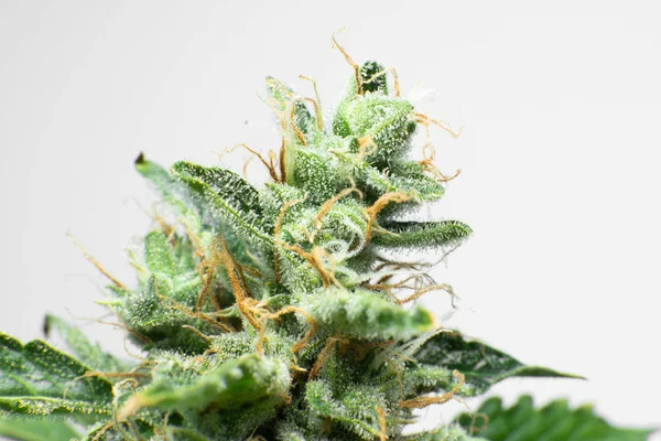 Indická květina. Čerstvě zelená tráva v detailech. CBD THC v hrnci. Zblízka marihuanový pupen. Makro trichomes cannabis. — Stock fotografie