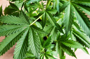 Evde esrar yetiştirmek Indica, marihuana bitkileri, kenevir CBD, arka plan yeşil tarım keneviri, marihuana yaprakları,