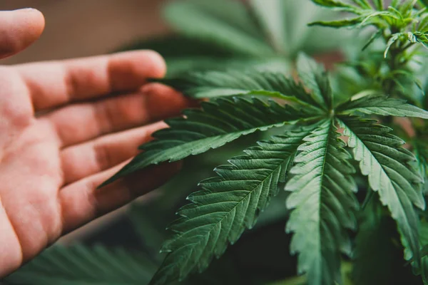 Marijuana vegetationsväxter, marijuanablad, Odling cannabis indica, hampa CBD, bakgrund grön, odling cannabis, — Stockfoto