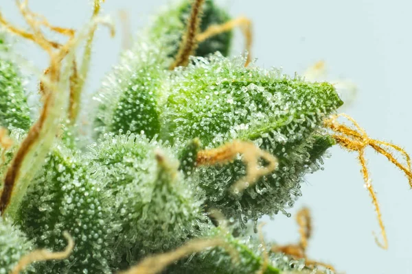 Friss zöld fű a részletekben. CBD THC a Potban. Marijuana bud közelről. Macro trichomes kannabisz. Indiai virág. — Stock Fotó