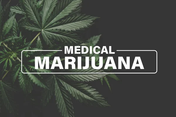 Medyczna marihuana, Hodowla konopi indyjskich, tło zielone, liście marihuany, konopie roślinne marihuany, konopie indyjskie, — Zdjęcie stockowe