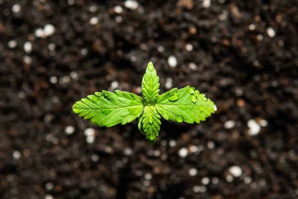 Рассадник конопли маленького растения. Саженцы в земле на солнце, выращивание в помещении марихуаны Макро. Этап растительной конопли . — стоковое фото