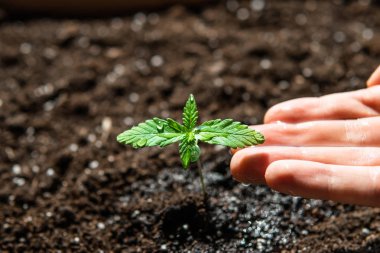 Bitkisel kenevirin sahnesi. Güneşte tohum ekmek, kapalı mekanda marihuana yetiştirmek. Küçük bir esrar fideleri bitkisi..