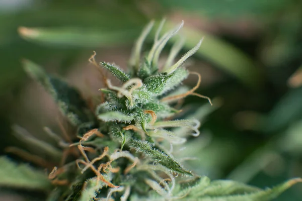 Indica and Sativa medical universities Cannabis bud. Bud cannabis before harvest.