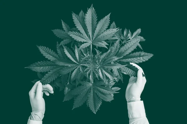 Folhas de maconha, fundo verde, vista superior cânhamo CBD, Crescer cannabis indica, plantas de vegetação de maconha, cultivo de cannabis, verde tonificado — Fotografia de Stock