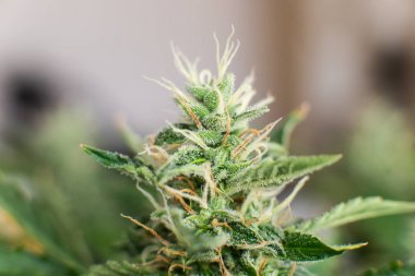 tıbbi marihuana cbd thc. Makro şeker trichomes ile vurdu. Hasat öncesi tomurcuk esrar.