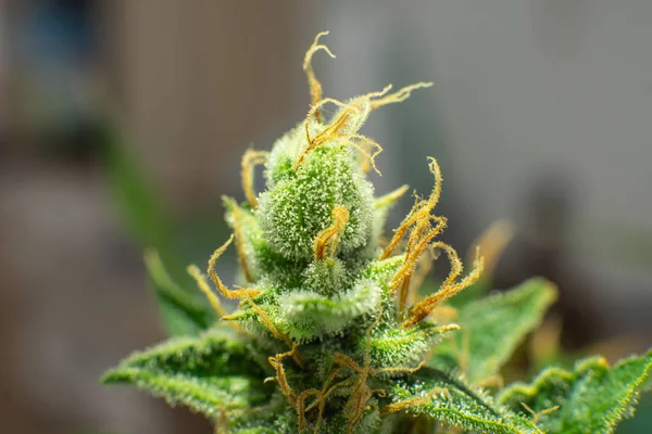 Brote de marihuana de cerca. Flor indica. CBD THC en Pot. Hierba verde fresca En detalles. Macro tricomas cannabis . —  Fotos de Stock