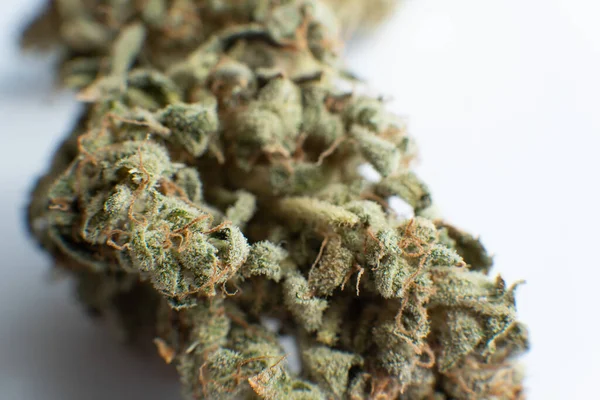 Pot Leaves Buds Cbd Cannabis Weed Bud Macro Sativa Indica — Stock Photo, Image