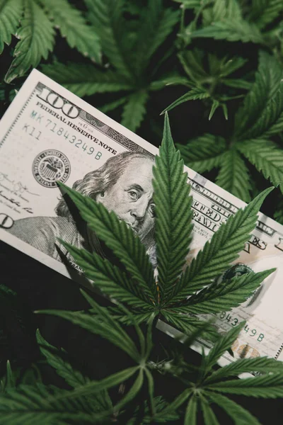 Dochody Przemyśle Marihuany Medycyny Dolar Amerykański Liście Konopi Podatki Marihuana — Zdjęcie stockowe