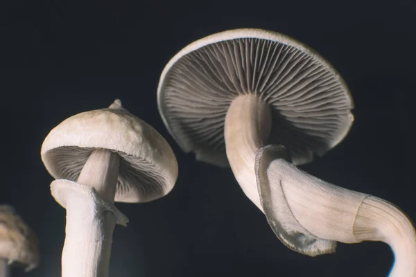 Acercamiento Hongo Mágico Psilocybe Cubensis Seca Albino Una Cepa Champiñón — Foto de Stock