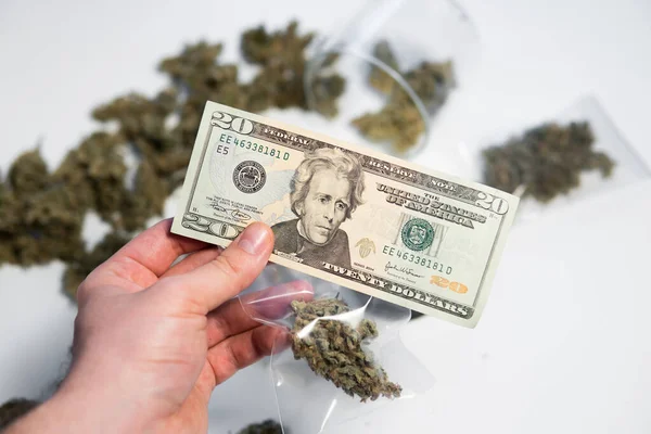 经济学中的大麻 钱是杂草 Sativa医疗健康 大麻芽和美元钞票 大麻钱黑市 锅子发芽了 Cbd Thc香草 白人背景 — 图库照片
