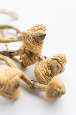 Psilosibin mantarı. Büyülü mantarı kapat. Psikedelik ilaç. Kuru Psilocybe cubensis. Psilosibin mantarı. Beyaz arka plan. Albino bir tür. Dikey çekim