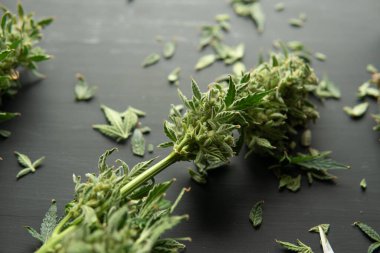 Şeker tomurcuklara yapışır. Ot toplama zamanı geldi. Yetiştiriciler kenevir tomurcuklarını budarlar. Kurumadan önce kes. Mans elleri marihuana tomurcuklarını buduyor. Yetiştiriciler kurumadan önce ot tomurcuklarını budarlar..