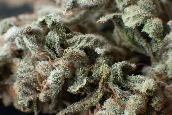 Cannabis Bud Makro Pot Levelek Rügyek Cbd Sativa Indica Egészségi — Stock Fotó